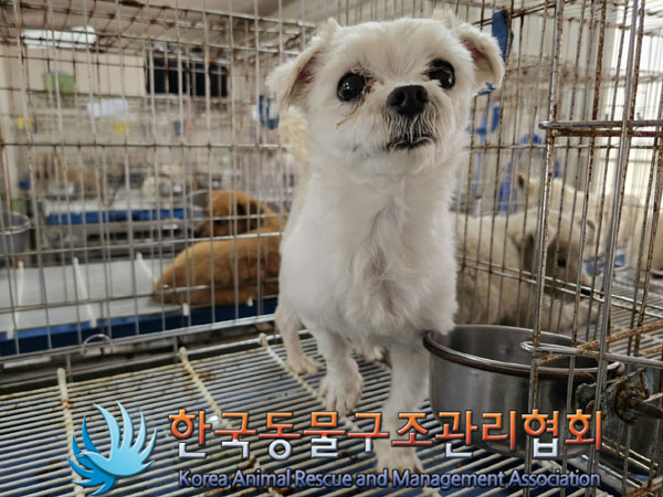 한국동물구조관리협회_441406202300812